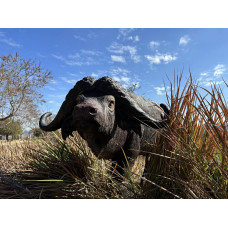 Wildcrete Cape Buffalo